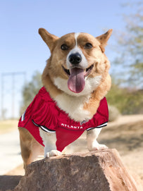 Atlanta Falcons Raglan Pet Jersey