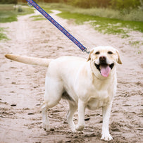 Buffalo Bills Zubaz Leash