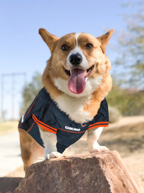 Chicago Bears Mesh Pet Jersey