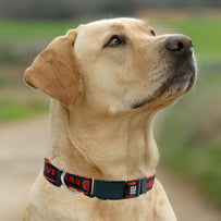 Cleveland Browns Satin Collar