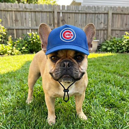 Chicago Cubs Pet Caps