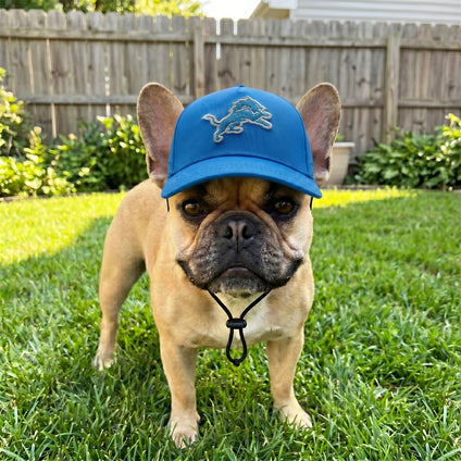 Detroit Lions Pet Caps