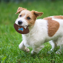 DETROIT LIONS HARD NYLON FOOTBALL CHEW TOY