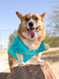 Miami Dolphins Mesh Jersey