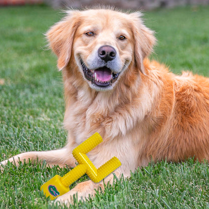 FLORIDA HARD NYLON GOAL POST CHEW TOY