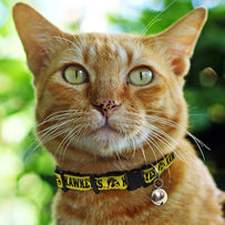 Iowa Cat Collar