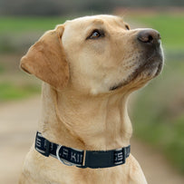 Los Angeles Kings Satin Collar