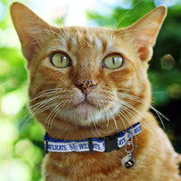 Kentucky Cat Collar