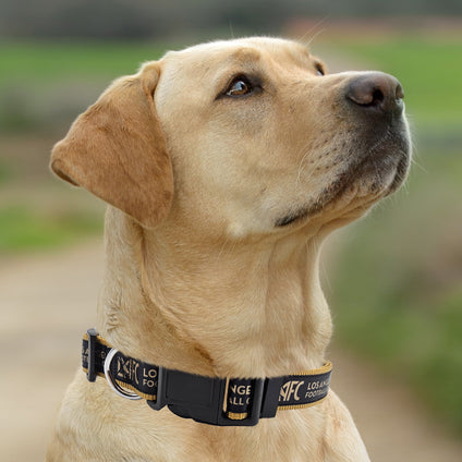 Los Angeles FC Satin Collar