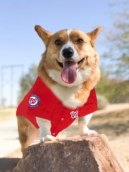 Washington Nationals Pet Jersey