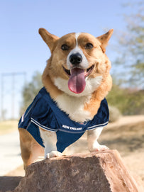 New England Patriots Mesh Pet Jersey