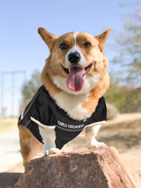 New Orleans Saints Mesh Pet Jersey