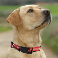 New York Red Bulls Satin Collar
