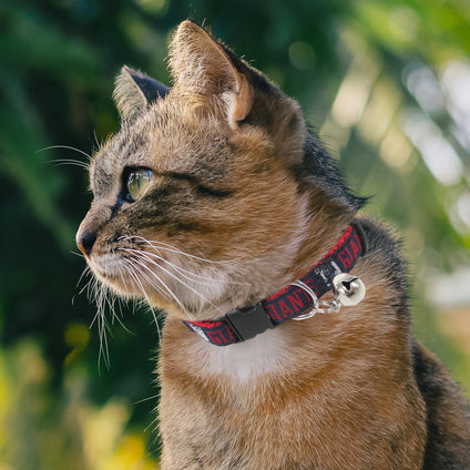 New York Giants Cat Collar