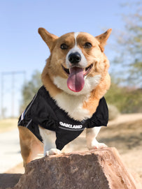 Raiders Pet Mesh Jersey
