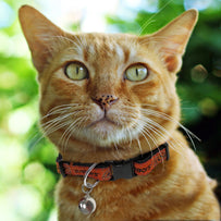 Oklahoma State Cat Collar