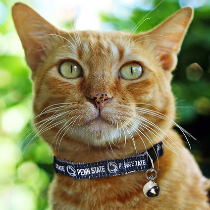 Penn State Cat Collar