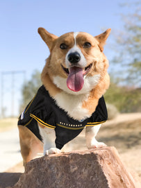 Pittsburgh Steelers Pet Mesh Jersey