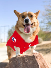 Texas Rangers Pet Jersey