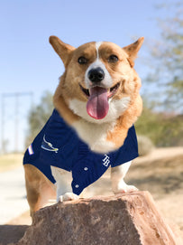 Tampa Bay Rays Pet Jersey