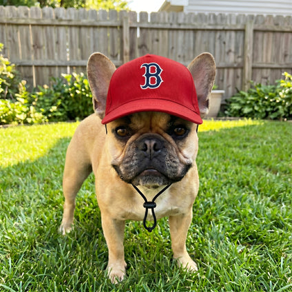 Boston Red Sox Pet Caps
