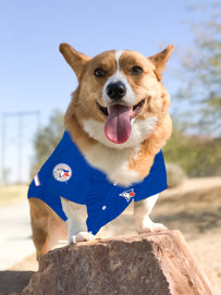Toronto Blue Jays Pet Jersey