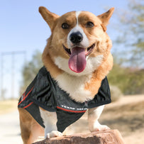 Texas Tech Pet Jersey