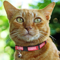 Louisville Cat Collar