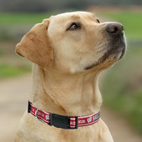 Wisconsin Satin Collar